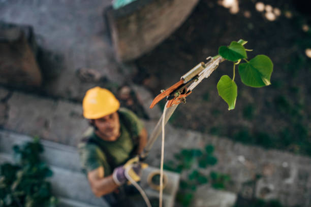 Leaf Removal in Hillsboro, ND