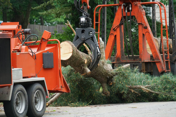 Why Choose Our Tree Removal Services in Hillsboro, ND?