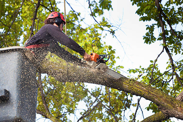 Best Tree Removal Service  in Hillsboro, ND